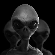 M. A Few Clearings&nbsp;(con’d)