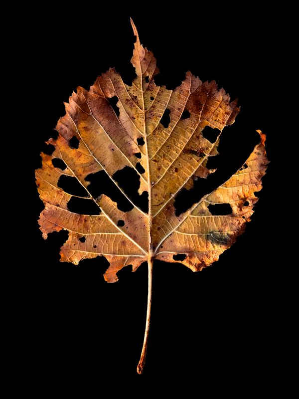 X. A Few Tributes (con’d)